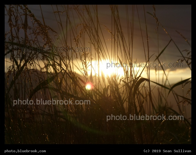 Sunset through Grasses - Corvallis MT
