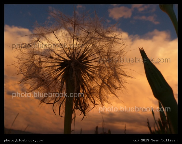 Yellow Salsify in the Evening Storm - Corvallis MT