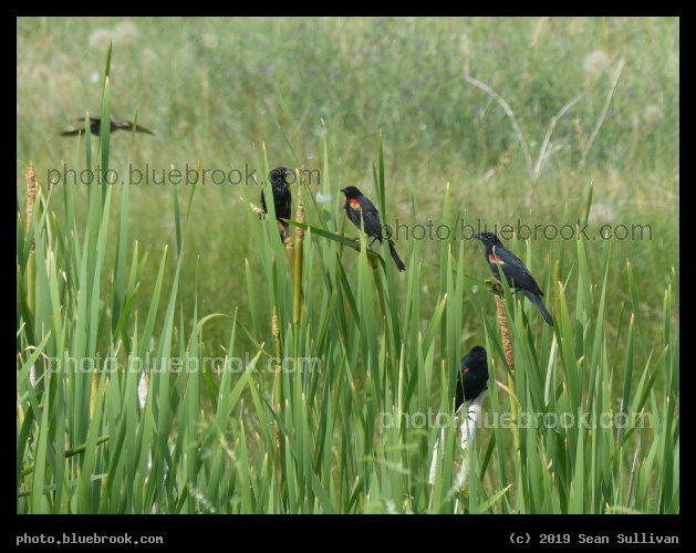 Gathering of Blackbirds - Corvallis MT