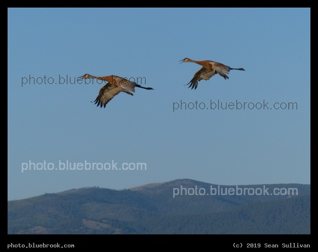 Flight of the Cranes - Lee Metcalf National Wildlife Refuge, Stevensville MT