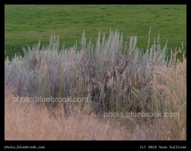Sagebrush and Grasses - Corvallis MT