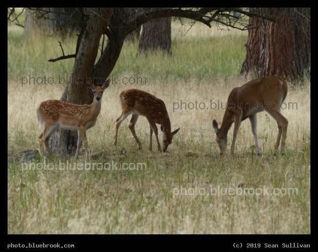 Doe and Two Fawns - Victor MT