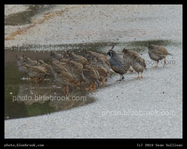 Quail at a Puddle - Victor MT