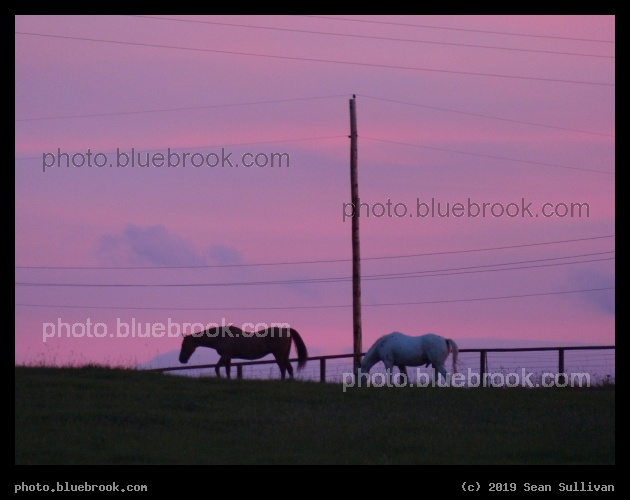 Two Horses at Sunset - Corvallis MT