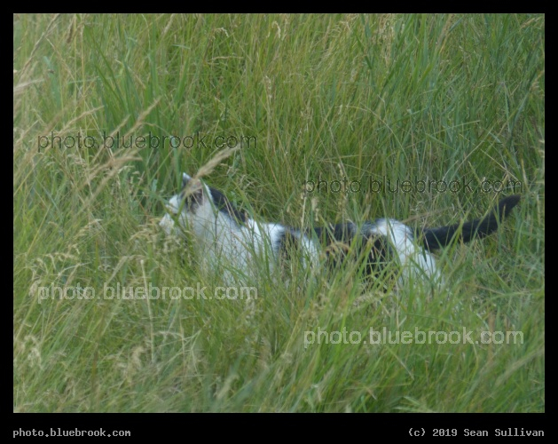 Cat in the Grass - Corvallis MT