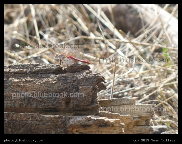 Red Dragonfly - Stevensville River Park, Stevensville MT