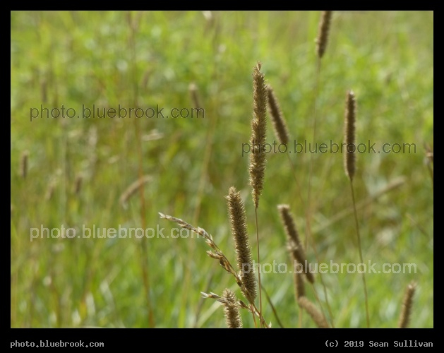 Brown Seedheads on a Green Backdrop - Stevensville River Park, Stevensville MT