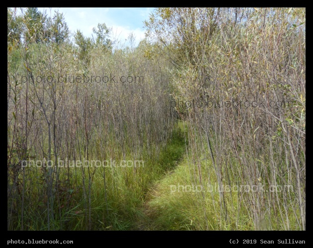 Path through Tall Woody Plants - Stevensville River Park, Stevensville MT