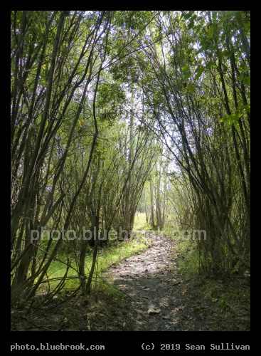 Path through Woody Canopy - Stevensville River Park, Stevensville MT