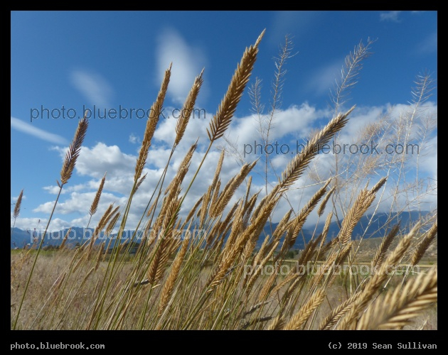 Angled Grasses against the Sky - Corvallis MT