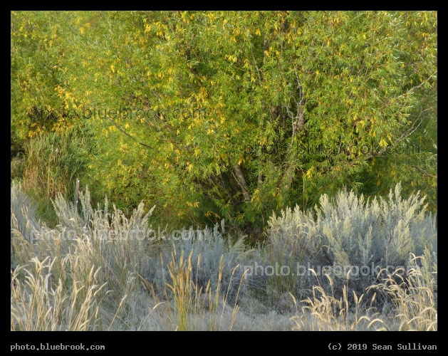 Willow above Sagebrush - Corvallis MT