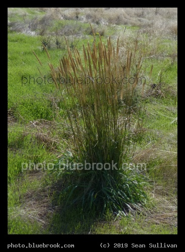 Clump of Tall Grasses - Corvallis MT
