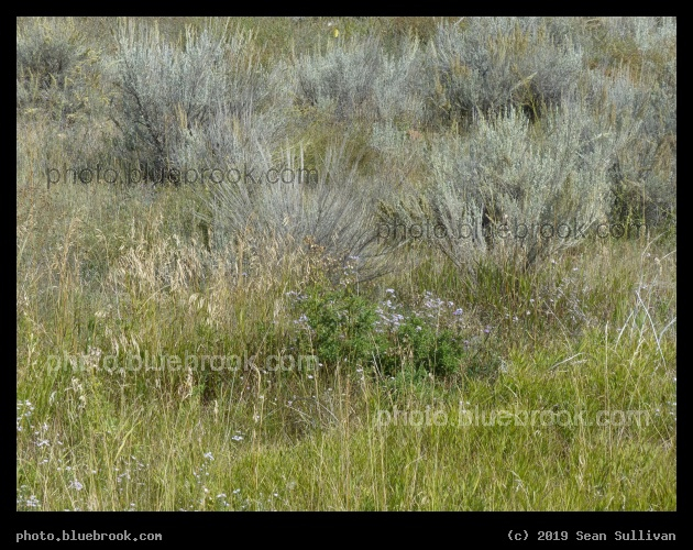 Tiny Purple Flowers and Sagebrush - Corvallis MT