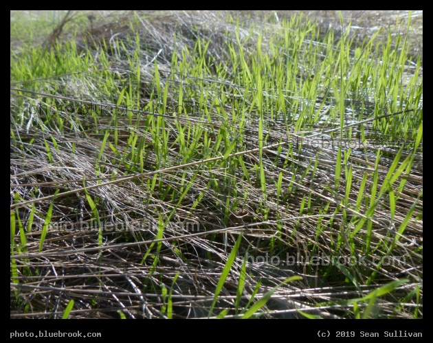 Grasses Old and New - Corvallis MT