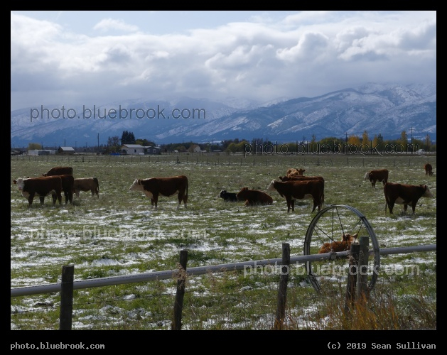Cows in the Early Snow - Corvallis MT