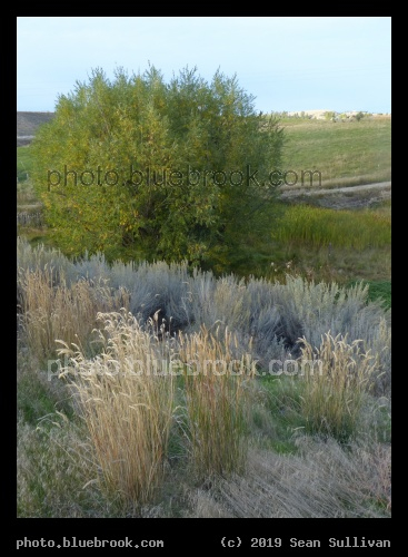 Willow and Grasses - Corvallis MT