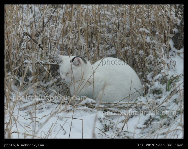 Snow Cat - Corvallis MT