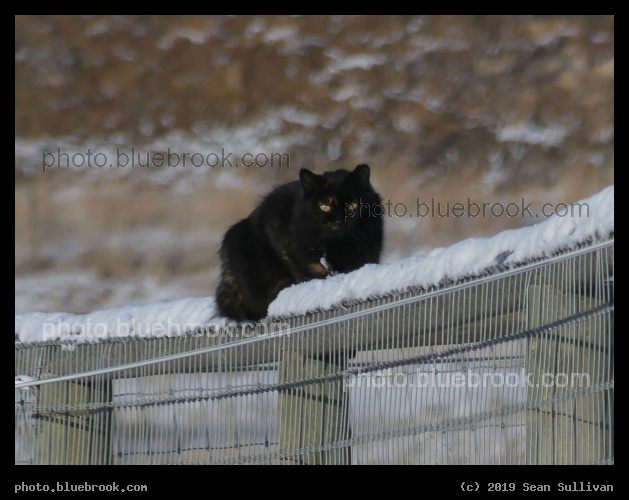 Monorail Cat in Winter - Corvallis MT