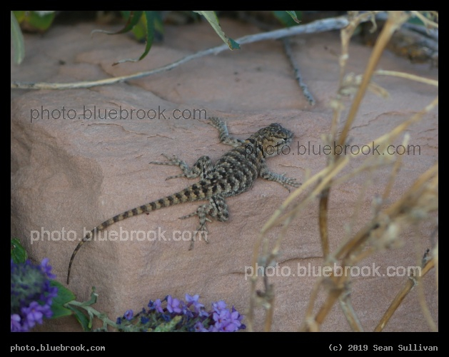 Lizard on a Rock - Kanab, UT