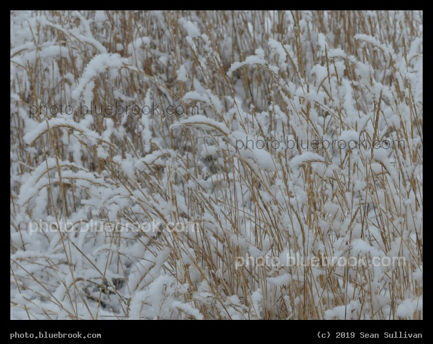 Snow on the Grass - Corvallis MT
