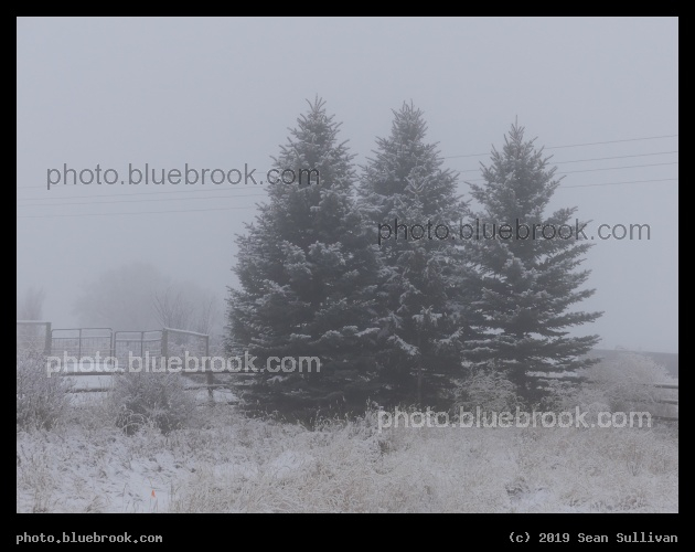 Evergreens in Winter Fog - Corvallis MT