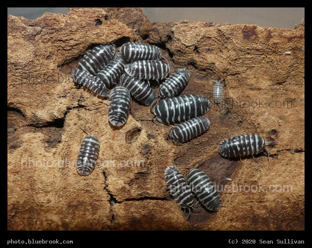 Zebra Isopods - Corvallis MT