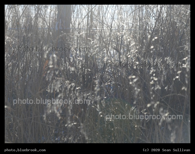 Through Sunlit Grass in January - Corvallis MT