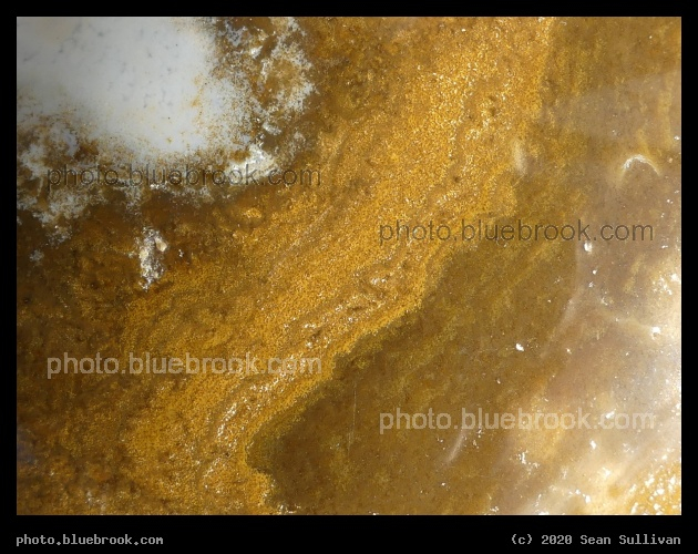 Brown + White Ocean Jasper Detail - Corvallis MT
