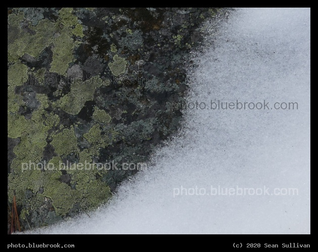 Lichens and Snow - Kootenai Creek Trail, Stevensville MT