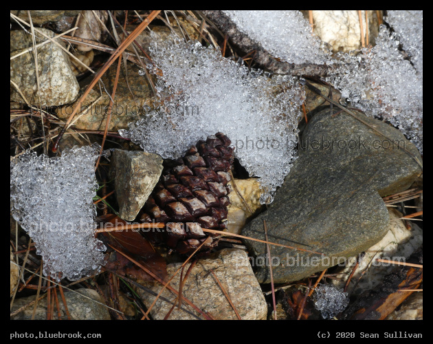 Pine Cone with a Patch of Ice - Kootenai Creek Trail, Stevensville MT