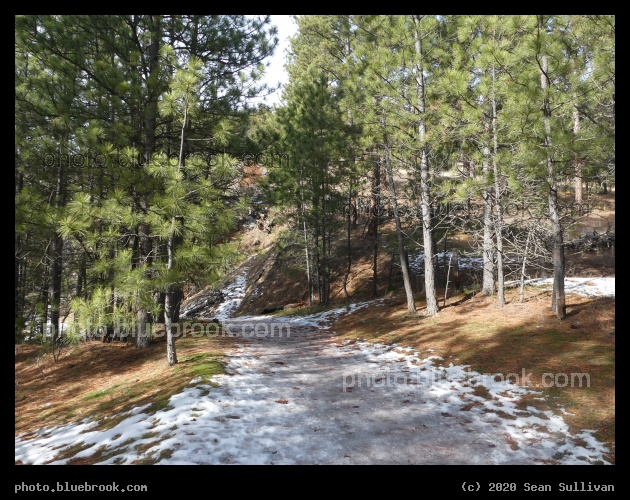 Icy Walk through Evergreens - Kootenai Creek Trail, Stevensville MT