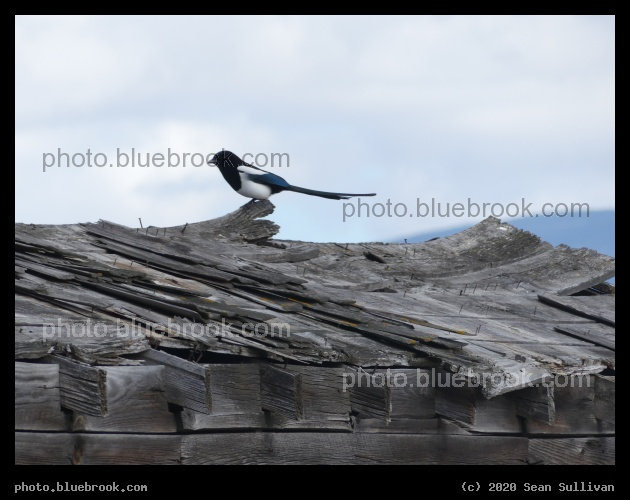 Magpie on an Old Roof - Stevensville MT
