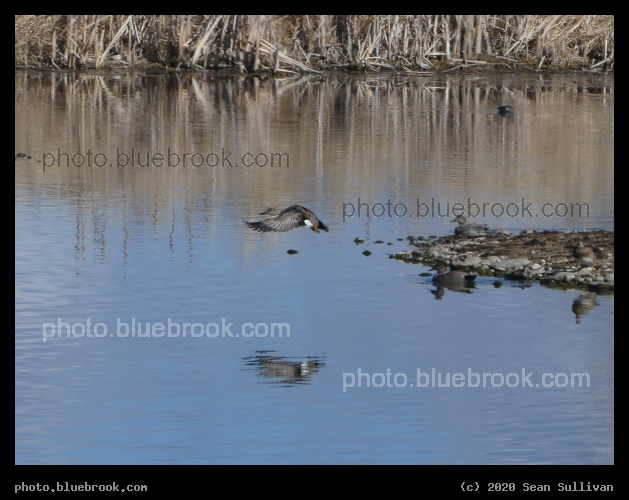 Duck in Flight - Lee Metcalf National Wildlife Refuge, Stevensville MT