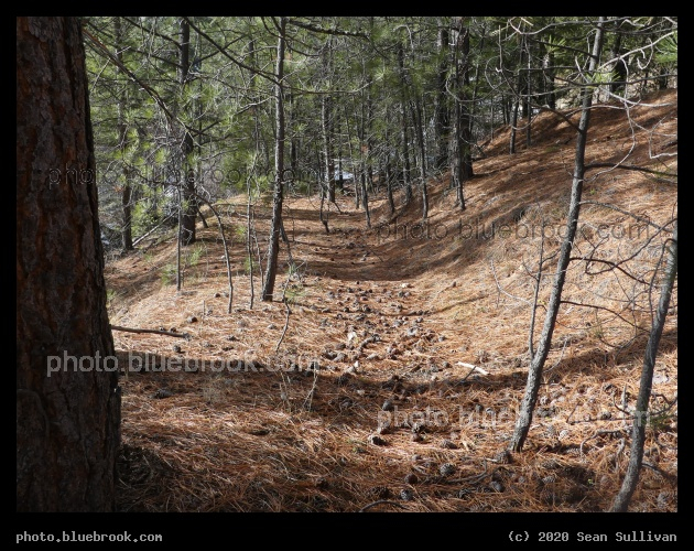 Path of Pine Needles - Kootenai Creek Trail, Stevensville MT