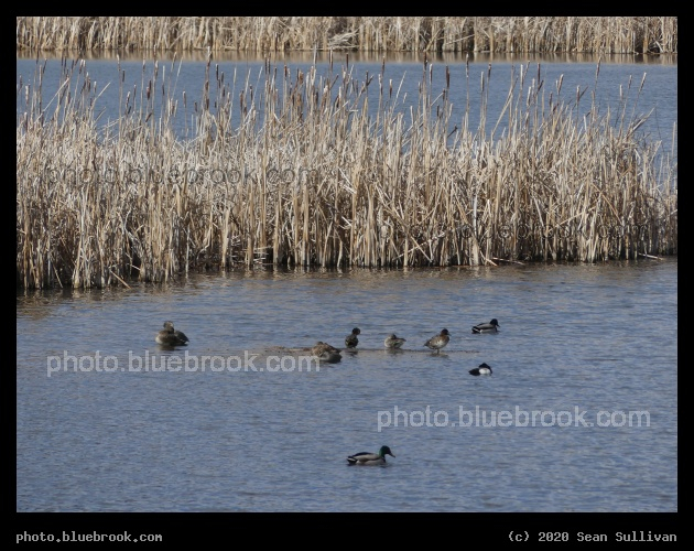 Ducks on the Water - Lee Metcalf National Wildlife Refuge, Stevensville MT