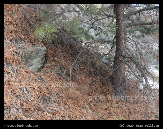 Pine Needled Slope - Kootenai Creek Trail, Stevensville MT