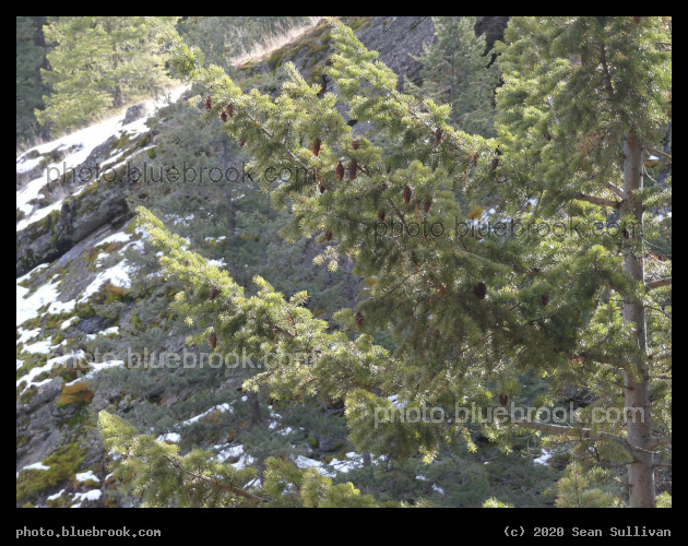 Aerial Arboreal Pine Cones - Kootenai Creek Trail, Stevensville MT