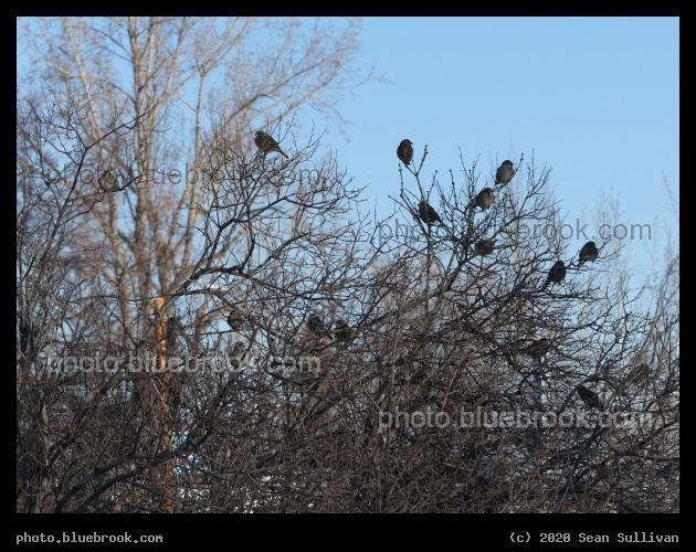 Cluster of Birds on Branches - Stevensville MT