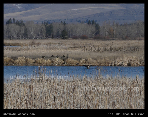 Flapping Goose in the Water - Lee Metcalf National Wildlife Refuge, Stevensville MT