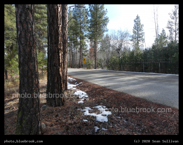 Road among the Trees - Stevensville MT