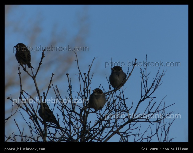 Birdies on Branches - Stevensville MT