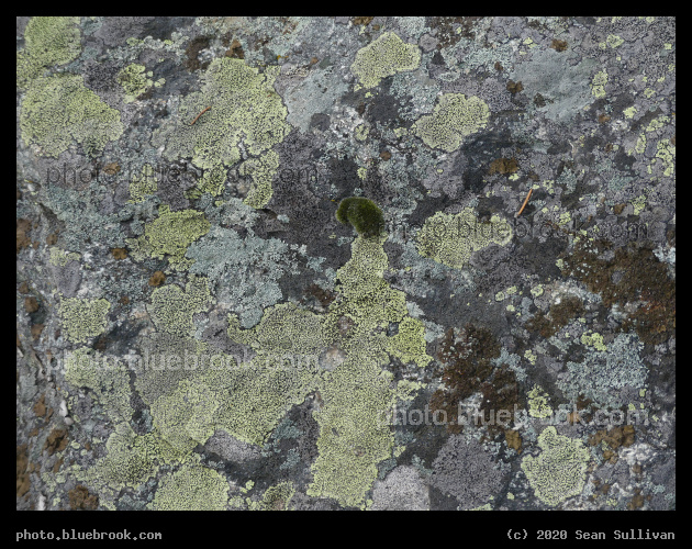 Lichen Encrusted Boulder - Kootenai Creek Trail, Stevensville MT