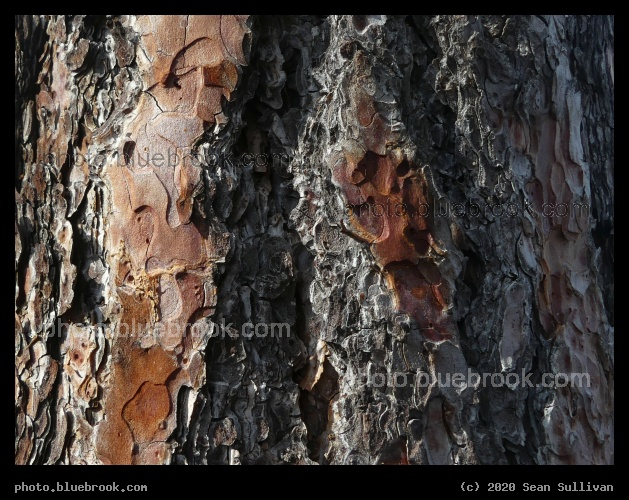 Bark Texture - Stevensville MT