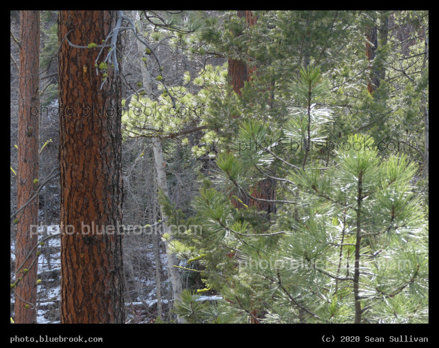 Through a Forest - Kootenai Creek Trail, Stevensville MT