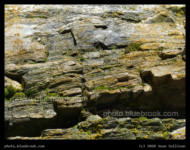 Wall of Yellow and Green - Kootenai Creek Trail, Stevensville MT