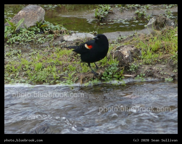 Red-Winged Blackbird at the Water - Corvallis MT