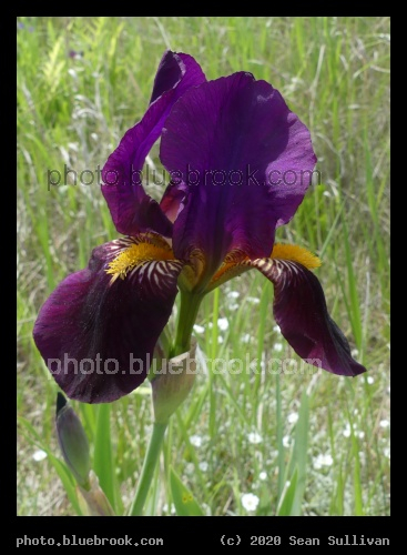 Purple Iris - Corvallis MT