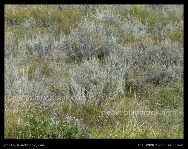Sagebrush and Other Plants - Corvallis MT