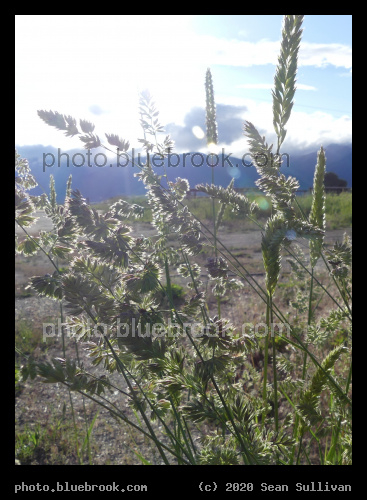 Patch of Backlit Grasses - Corvallis MT
