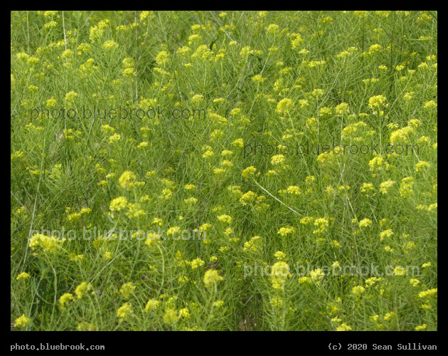 Field of Mustard - Corvallis MT